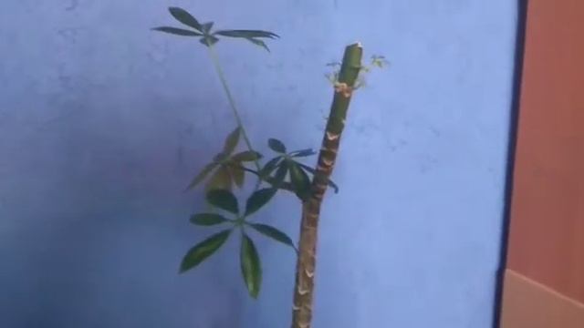 Шефлера. Щитовке - НЕТ! часть 2.