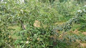 Результат прививки вишни на сливу. Грецкий орех .