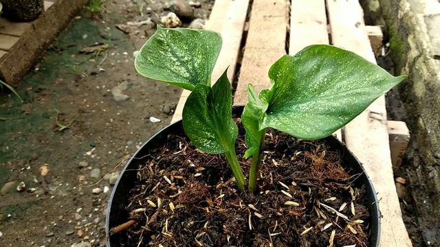 Review Caladium White Swan *Double Leaf* смотреть онлайн