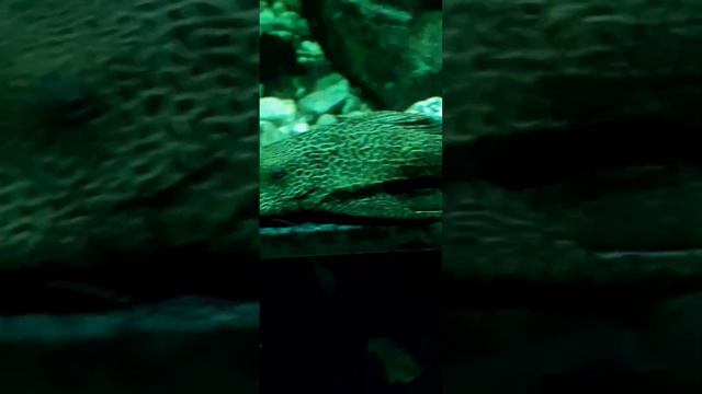 Ogromne akwarium ze zbrojnikami #akwarium #aquarium #fish #Ryby смотреть онлайн