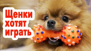 Щенки шпица уже играют. Парик для полинявшего шпица. О беременности шпица Бэллы, роды собаки скоро