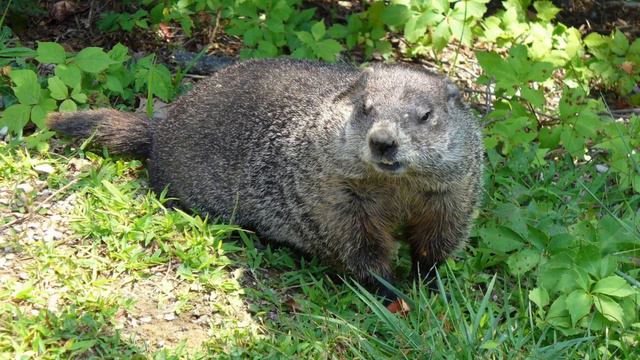 Which animals Hibernate? смотреть онлайн