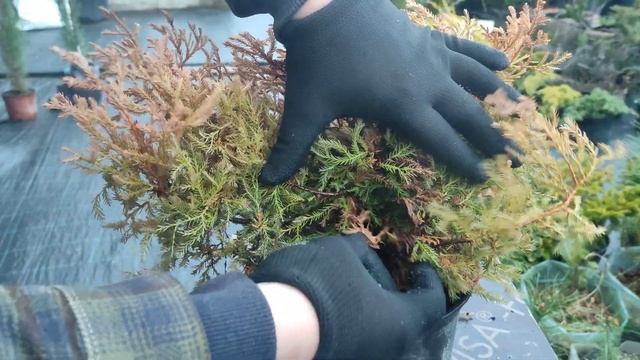 чистим туй шаровидные смотреть онлайн