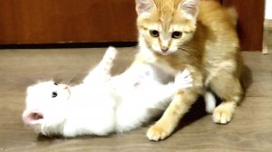 Котята так сильно дерутся после пробуждения. часть 2
