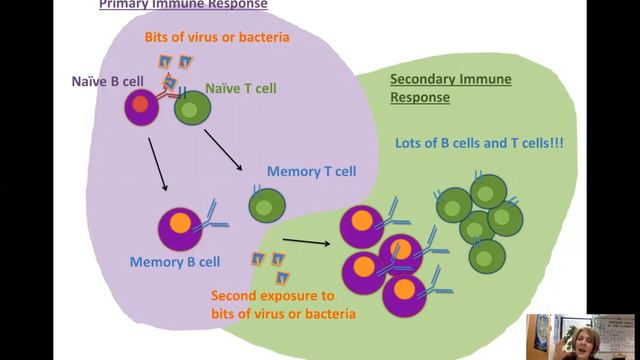AP Bio Virus Lecture 2021 смотреть онлайн