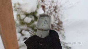 Розы не успели укрыть. Что делать