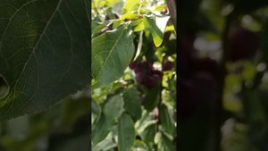 Слива Сувенир Востока