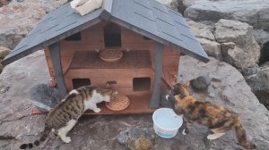 Hundreds of cats were caught in the rain. No panic. There are cat houses that we build.