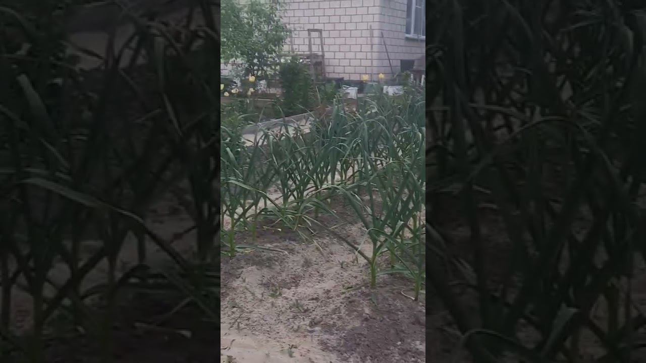 озимый чеснок