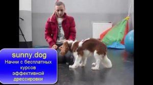 Собака ест все подряд? Отучаем подбирать.