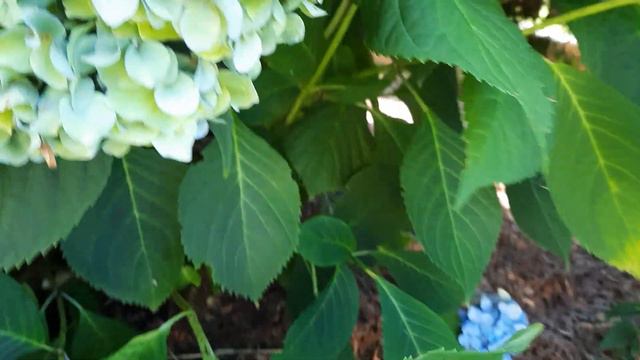 Гортензии украшения для сада смотреть онлайн