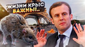 Париж опять сдается! В этот раз – крысам…