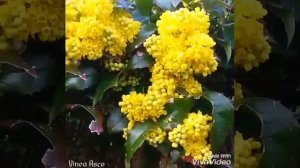 Танго весны