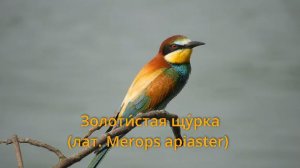 Золотистая щурка в Рождественском парке