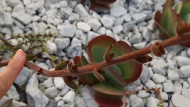 Succulent Garden Tour смотреть онлайн