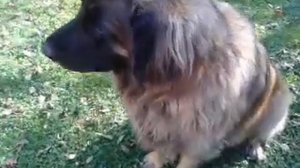 Leonberger Leo wants to have a snack