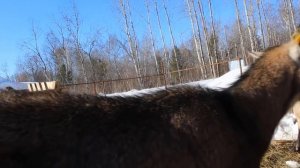 Разводить вьетнамских свиней или покупать поросят на откорм? Мой опыт.