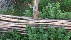 Плетень. Как подготовить колья,для того,чтобы они в земле долго не гнили.