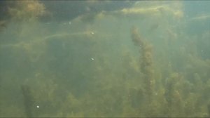 Подводная Охота на Сазана в Корягах. Прозрачный Пруд 6-7 метров. Подводная охота в Башкирии.