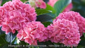Гортензия розовая: посадка и уход в открытом грунте