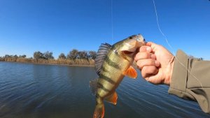 Осенний ЖОР окуня на микроджиг! Рабочие приманки!