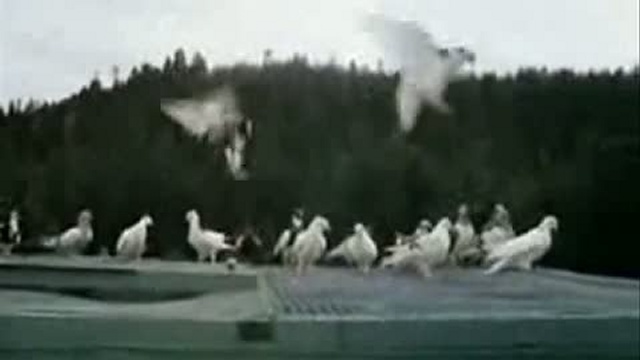 Любовь и голуби смотреть онлайн