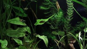 Аквариум 25 литров расбора клинопятнистая и эритромикрон