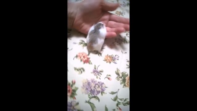 ручной хомяк роборовского