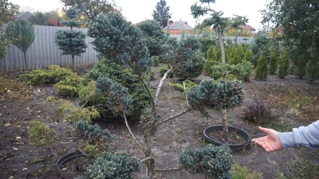 Стриженные формы можжевельника! смотреть онлайн