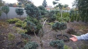 Стриженные формы можжевельника!