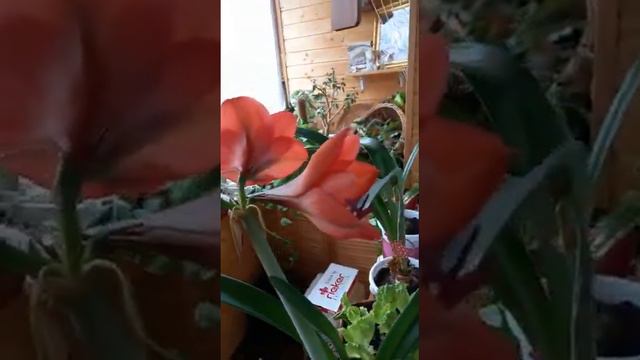 ДОБРОГО УТРА! ДОБРОЙ НЕДЕЛИ! смотреть онлайн