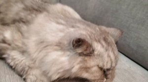 Мой любимый 19летний кот медленно умирает. Я плачу