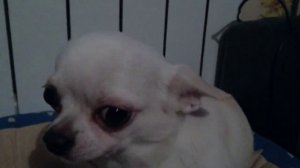 COWARD CHIHUAHUA/ТРУСЛИВЫЙ ЧИХУАХУА