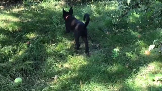 Щенка в добрые руки! смотреть онлайн