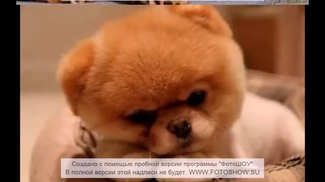 10 фотографий. (Самые красивые собаки мира)