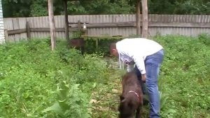 Профессиональная дрессировка собак