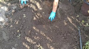 ПИОН ПОСАДКА ОСЕНЬЮ . КАК ПОСАДИТЬ ПИОН И ЧТО НУЖНО ЗНАТЬ ? КАК ПРАВИЛЬНО ПОСАДИТЬ ПИОН ?