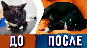 Как изменилась судьба умирающего кота от подкожного клеща? из Ставрополя в Самару к новой хозяйке.