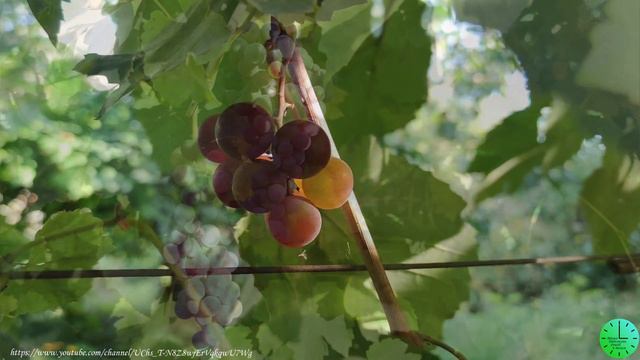 Пение птиц успокаивает и исцеляет нервную систему/Звуки природы/Birdsong/Sounds of nature