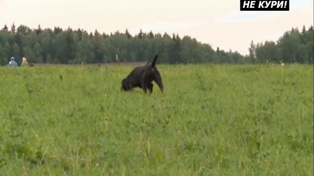 Какую охотничью собаку выбрать. . 2018 смотреть онлайн