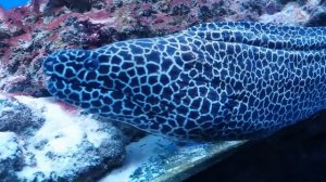 #Мурена Леопардовая мурена Gymnothorax favagineus