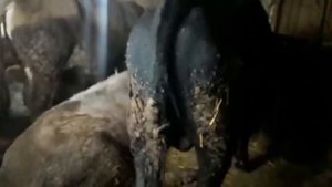 Поилки для бычков и коров (спустя год эксплуатации)