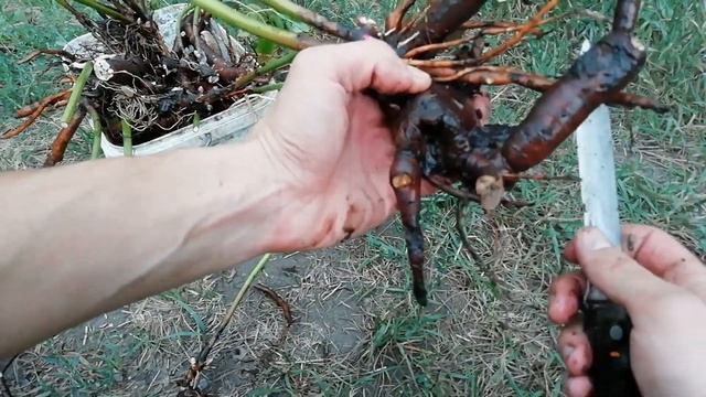 ДЕЛЕНИЕ ПИОНОВ. КАК РАЗДЕЛИТЬ СТАРЫЙ КУСТ ПИОНА? Соблюдаем правила, избегаем ошибок. смотреть онлайн