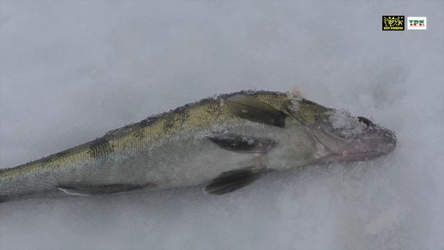 Судак, лед, без тюльки смотреть онлайн