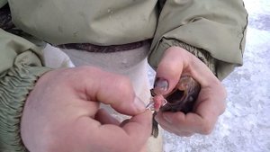 Ловля ротана в декабре.