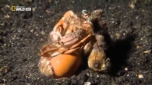 Самое странное и опасное место океана,гигантские подводные хищники