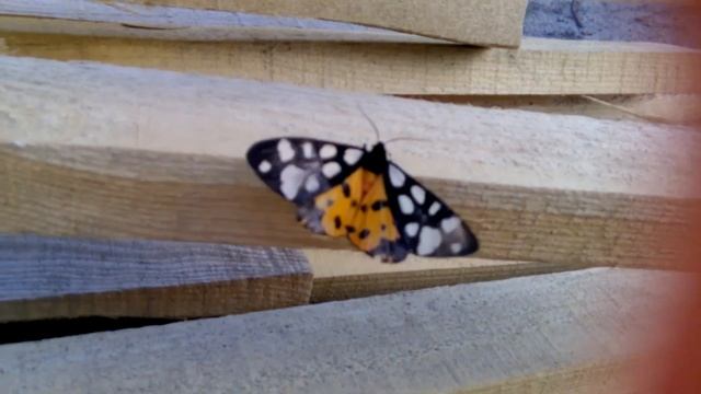 Редкий вид бабочки - Медведица Сельская смотреть онлайн