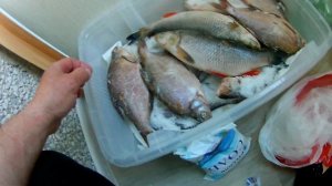 Сухой посол рыбы от меня