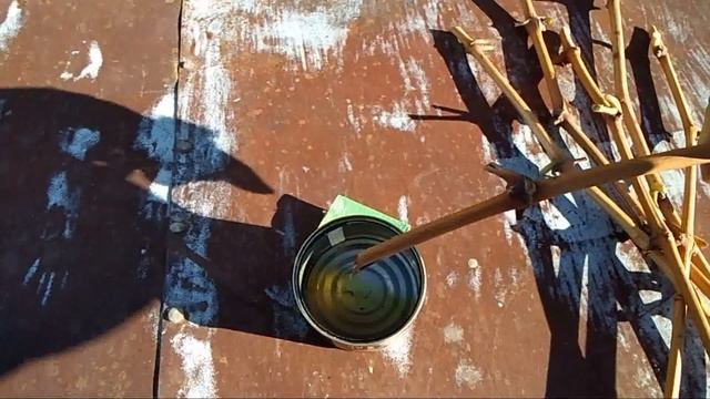 ВИНОГРАДНУЮ ЛОЗУ ДЛЯ РАЗМНОЖЕНИЯ ВИНОГРАДА КАК НАРЕЗАТЬ И СОХРАНИТЬ