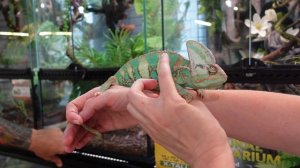 ?НАШЛА ШЛЕМОНОСНОГО САМЦА В ЭКЗОМАНИИ ?ВПЕЧАТЛИТЕЛЬНЫМ СМОТРЕТЬ В ПОЛГЛАЗА? СКОРПИОН ЗМЕИ ВАРАН